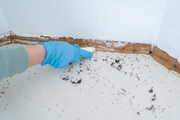 Flea Control Services in Amelia Court House, VA